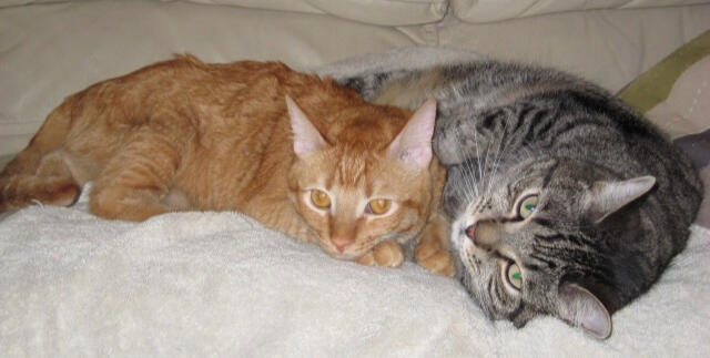 Lucy & Willy - lived happily for 17 & 10 years Lucy & Willy - lived happily for 17 & 10 years